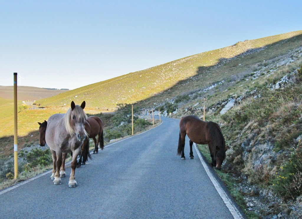 Foto: Un poco de fauna - Corias (Asturias), España