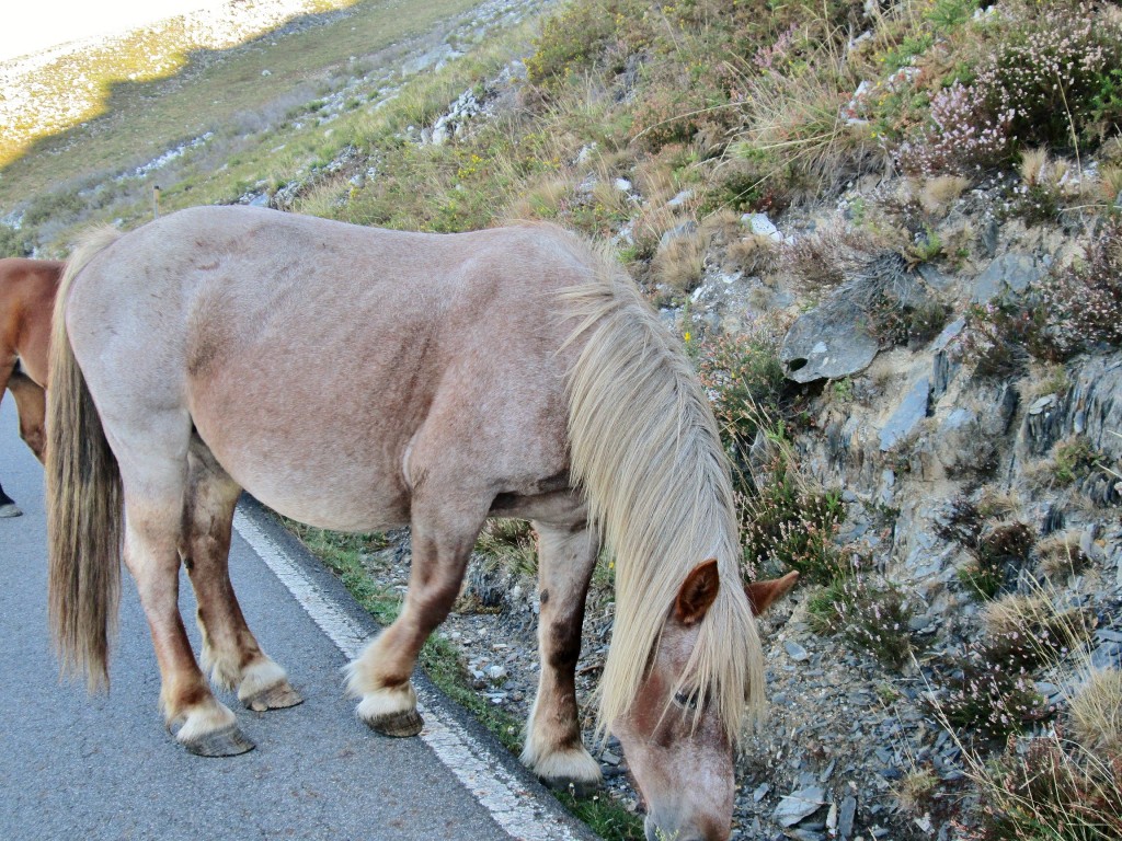 Foto: Un poco de fauna - Corias (Asturias), España