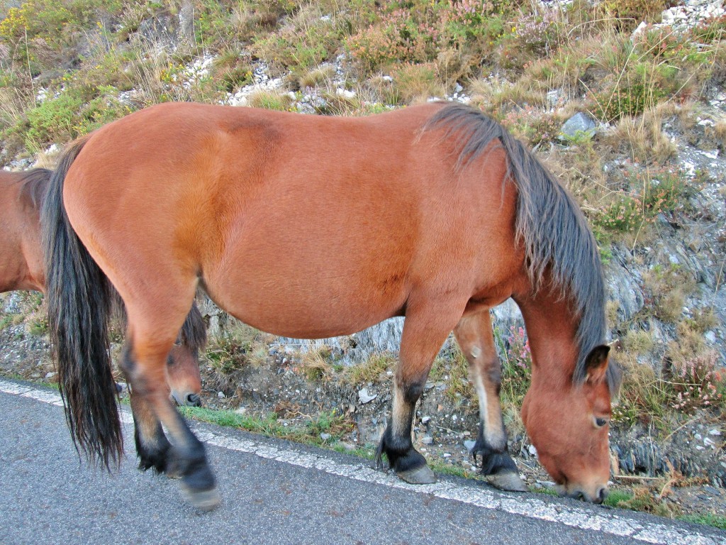 Foto: Un poco de fauna - Corias (Asturias), España