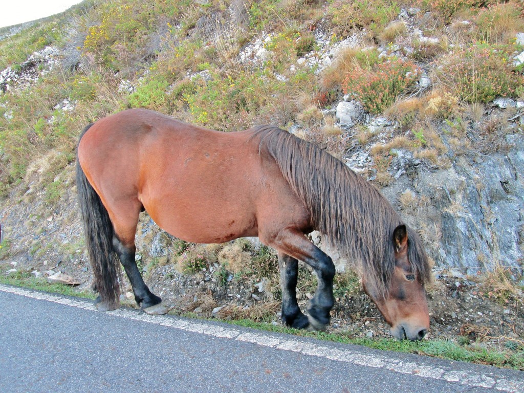 Foto: Un poco de fauna - Corias (Asturias), España