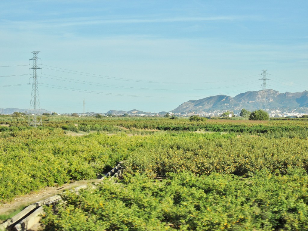 Foto: Mar de naranjos - Xàtiva (València), España