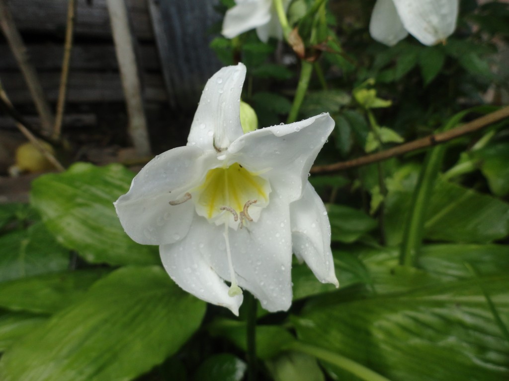 Foto: Flores silvestres orquideas - Shell (Pastaza), Ecuador