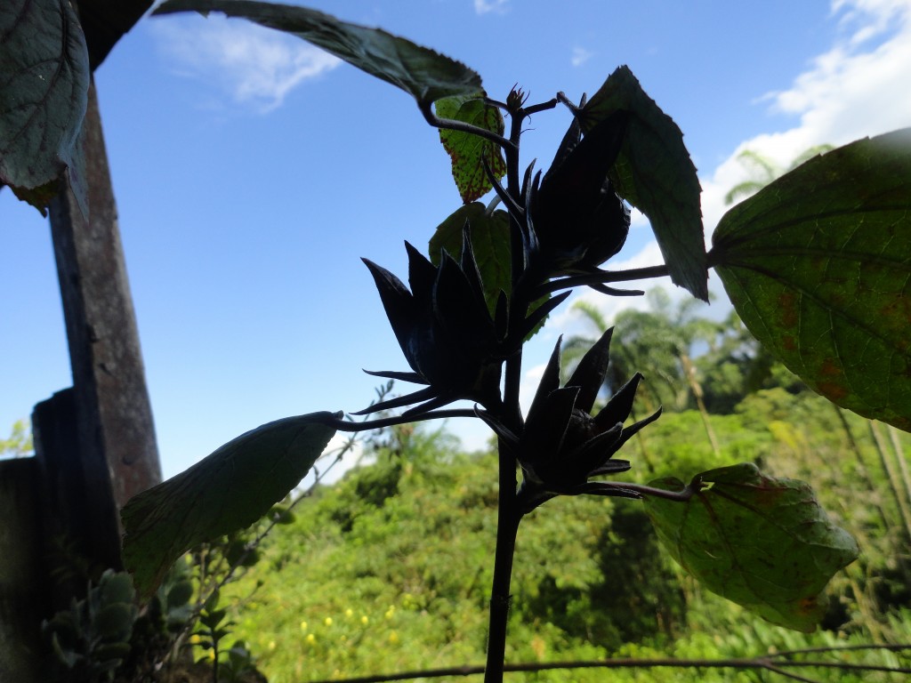 Foto: Flores silvestres jamaica - Shell (Pastaza), Ecuador