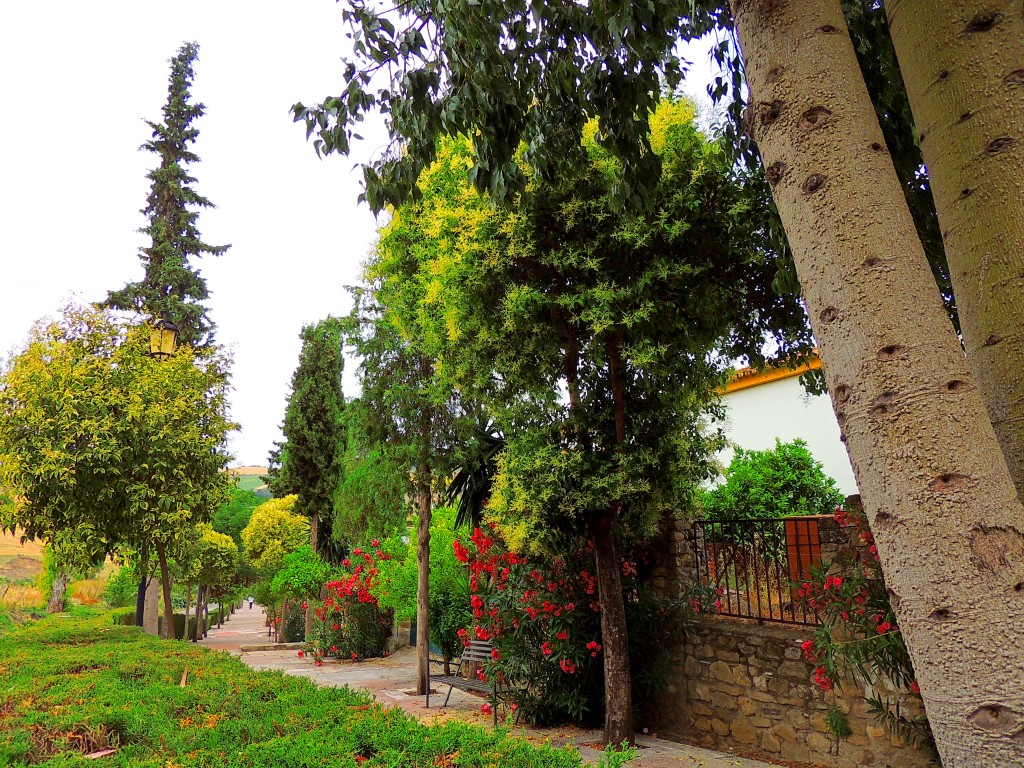 Foto: Avenida de la Constitución - Montecorto (Málaga), España