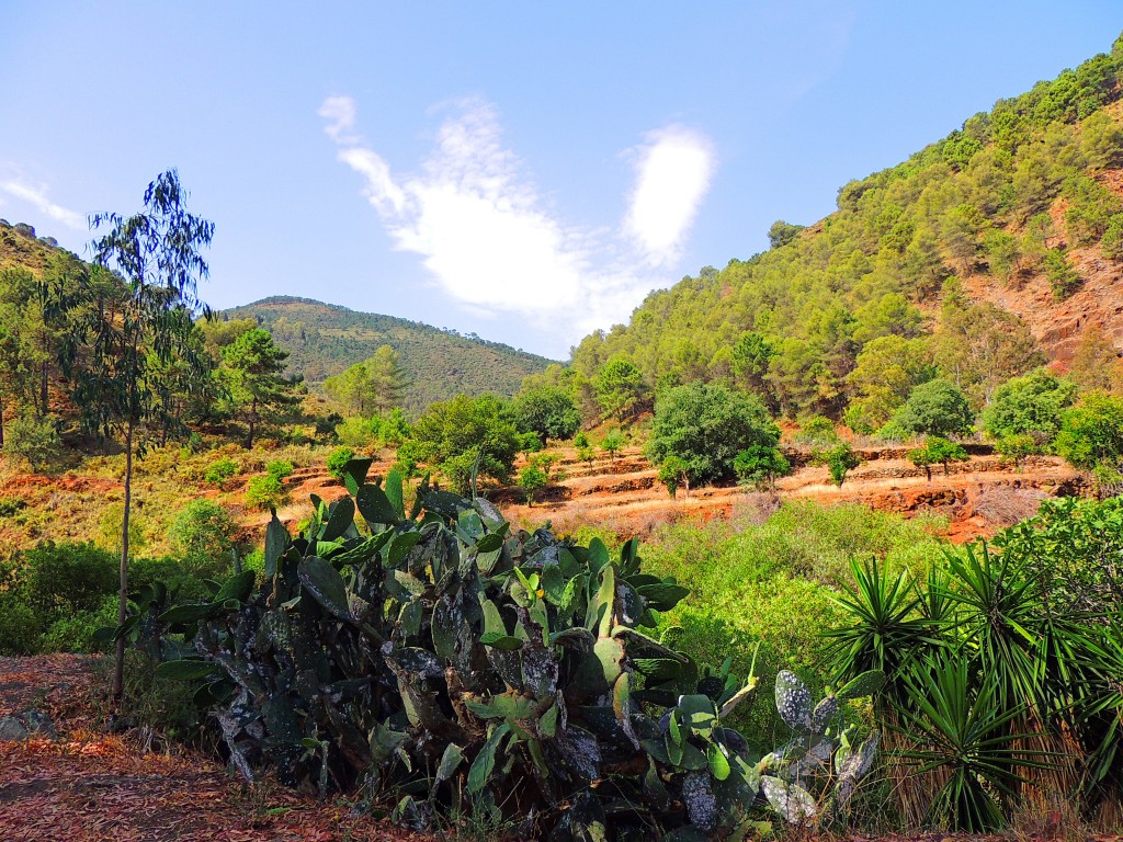 Foto de Tolox (Málaga), España