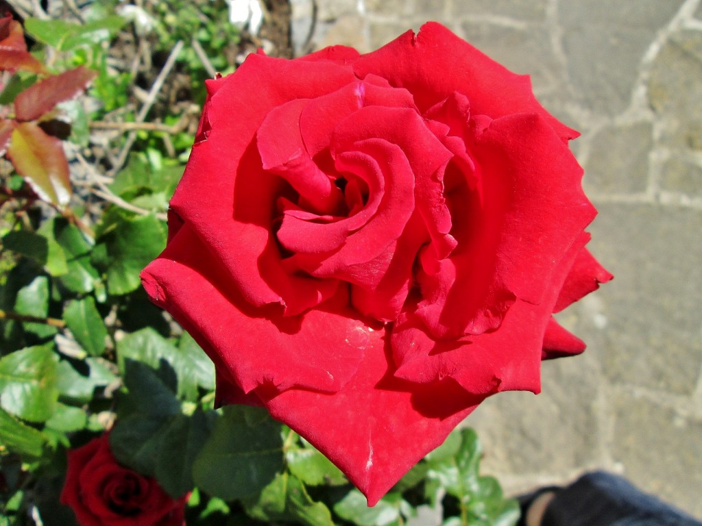 Foto: Flor - La Coma (Lleida), España