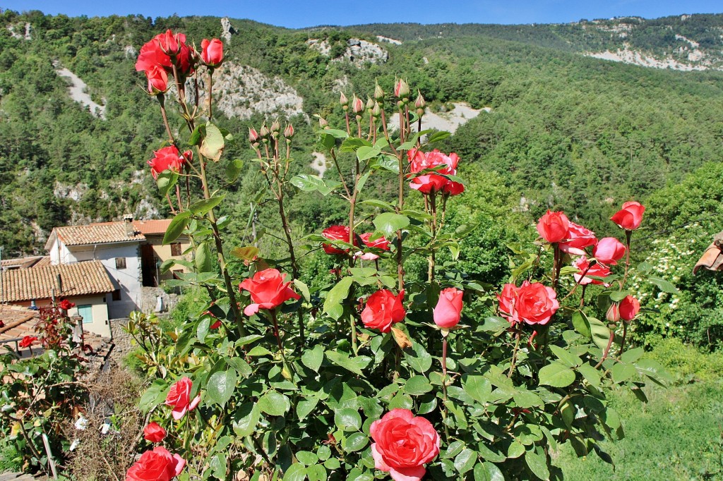 Foto: Flores - La Coma (Lleida), España