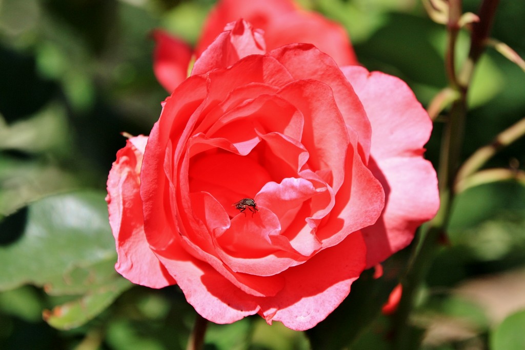 Foto: Flor - La Coma (Lleida), España