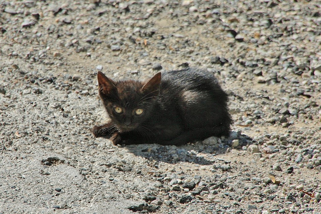 Foto: Gatito - La Coma (Lleida), España