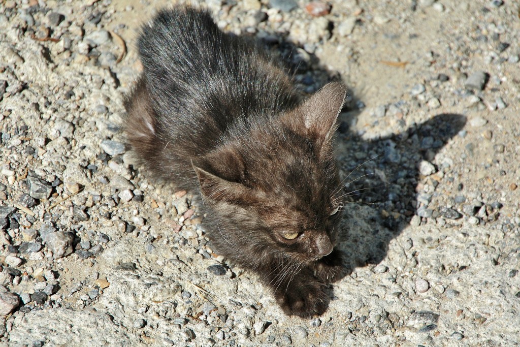 Foto: Gatito - La Coma (Lleida), España