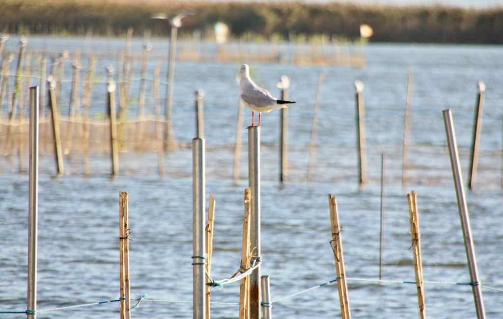 Foto: Albufera - València (Comunidad Valenciana), España