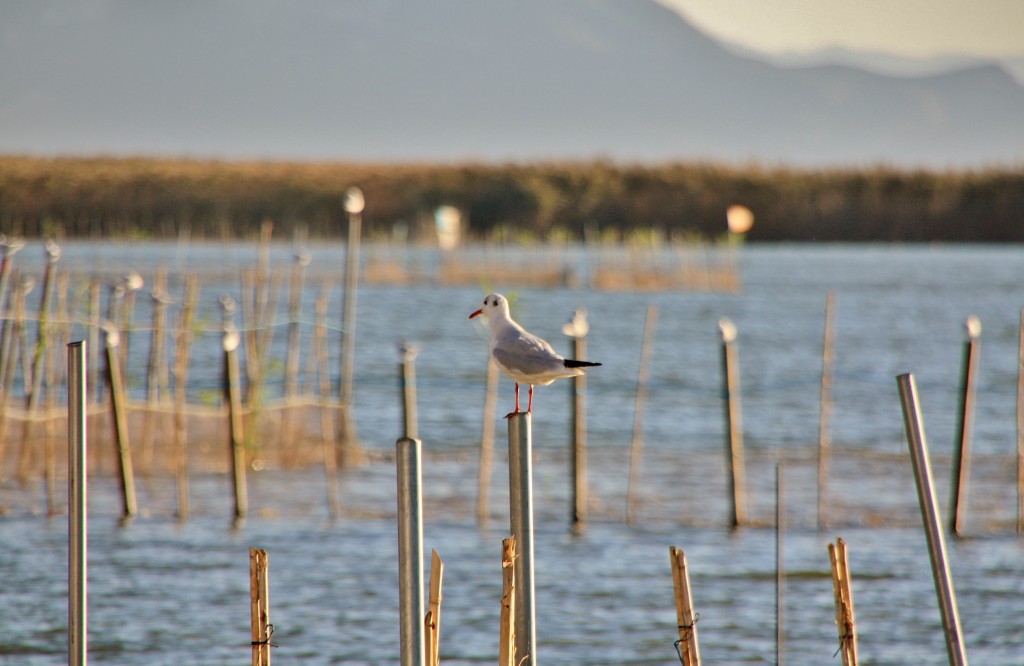 Foto: Albufera - València (Comunidad Valenciana), España