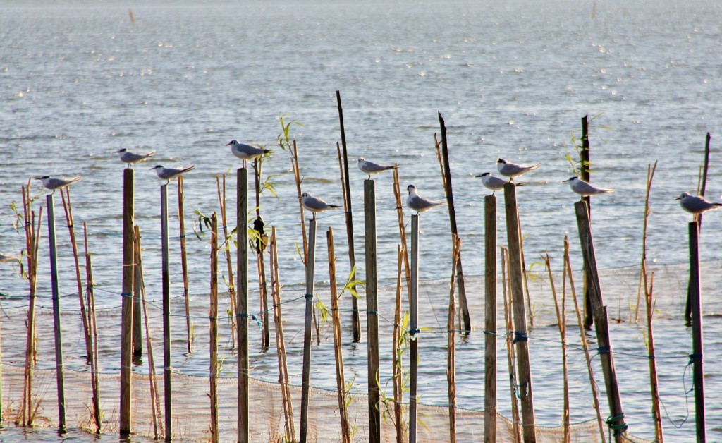 Foto: Albufera - València (Comunidad Valenciana), España