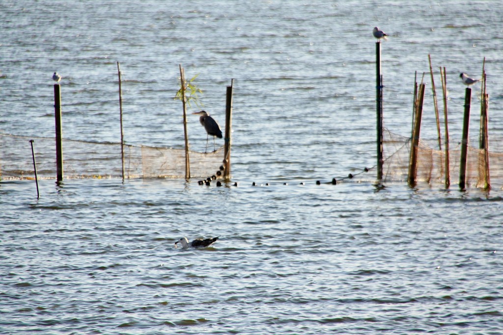 Foto: Albufera - València (Comunidad Valenciana), España