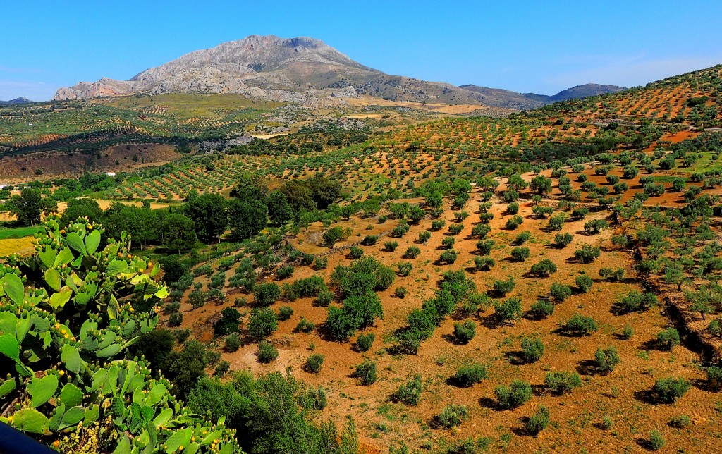 Foto: Campos de El Burgo - El Burgo (Málaga), España