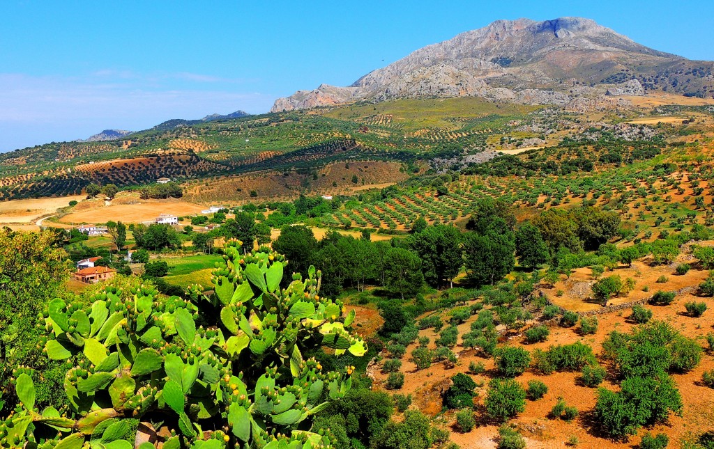 Foto: Sierra de las Cabrillas - El Burgo (Málaga), España