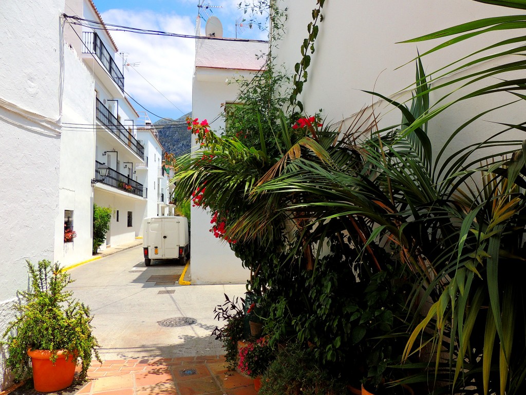 Foto: Flora - Istán (Málaga), España