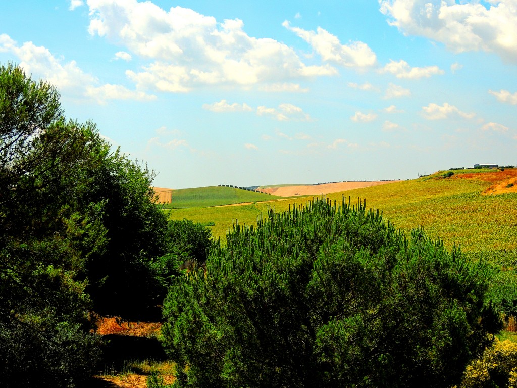 Foto: Vistas desde el Castillo - El Coronil (Sevilla), España