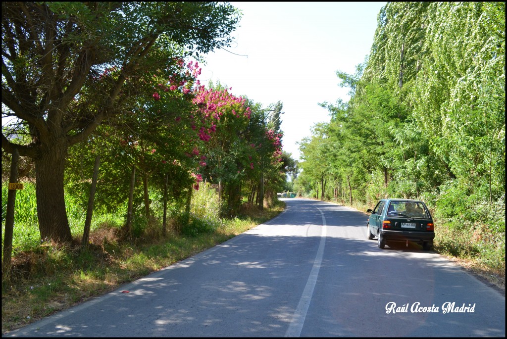 Foto de Quinta de Tilcoco (Libertador General Bernardo OʼHiggins), Chile