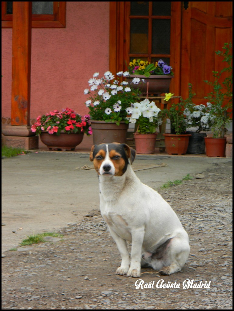 Foto de El Huapi (Libertador General Bernardo OʼHiggins), Chile