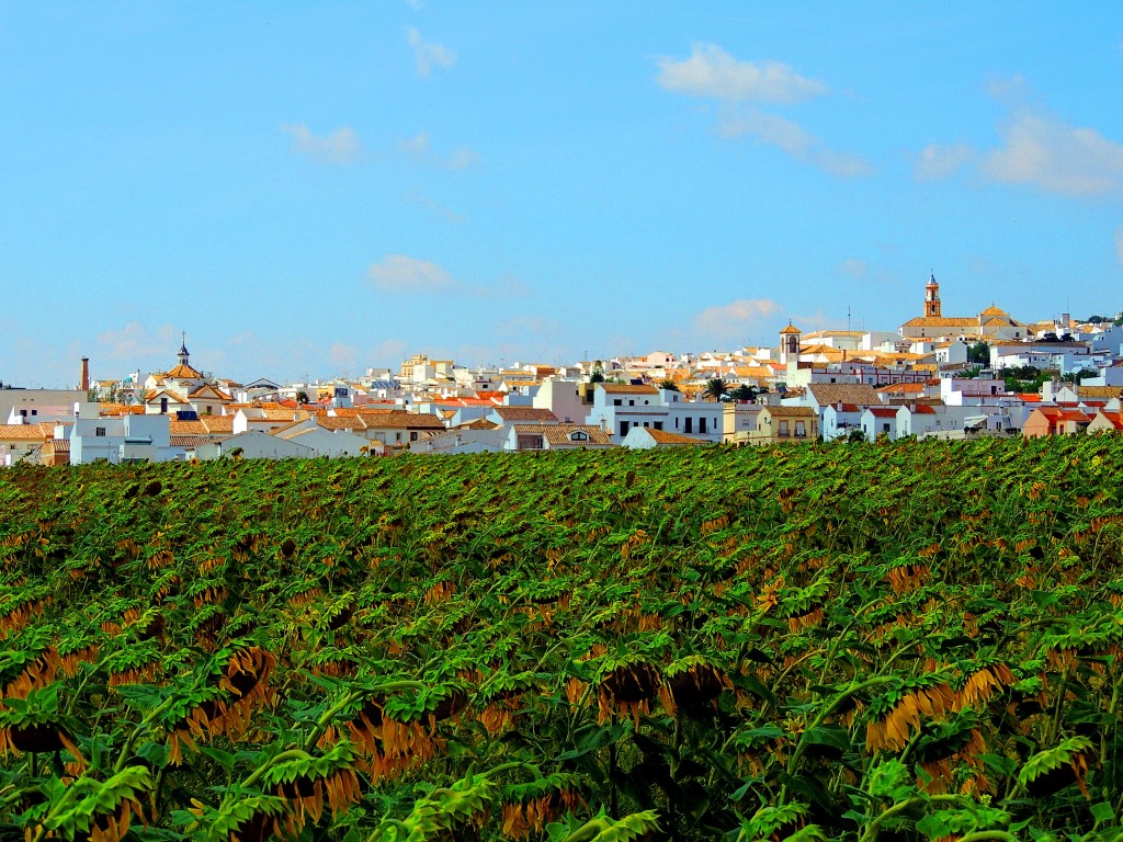 Foto: Entre Jirasoles - Montellano (Sevilla), España