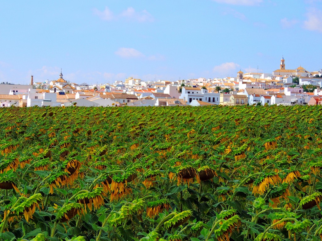 Foto: Entre Jirasoles - Montellano (Sevilla), España