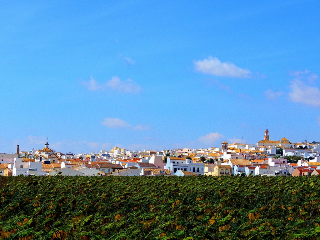 Foto: Entre Jirasoles - Montellano (Sevilla), España