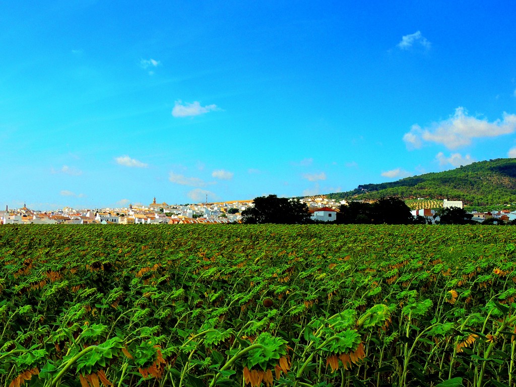 Foto: Entre Jirasoles - Montellano (Sevilla), España