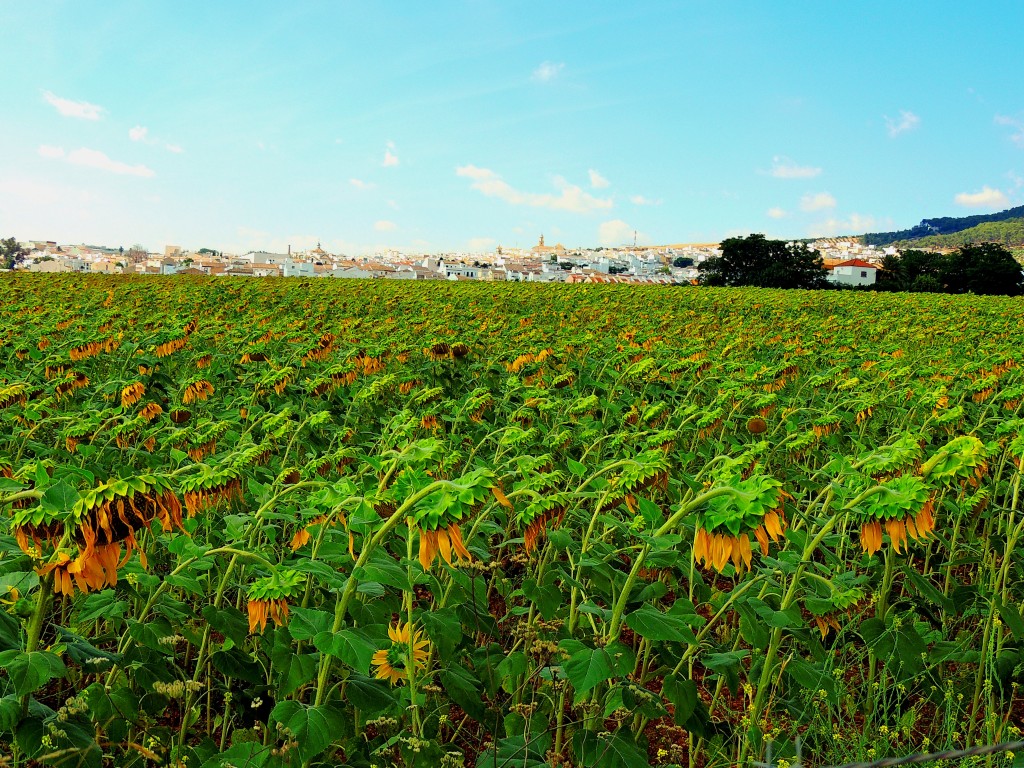 Foto: Entre Jirasoles - Montellano (Sevilla), España