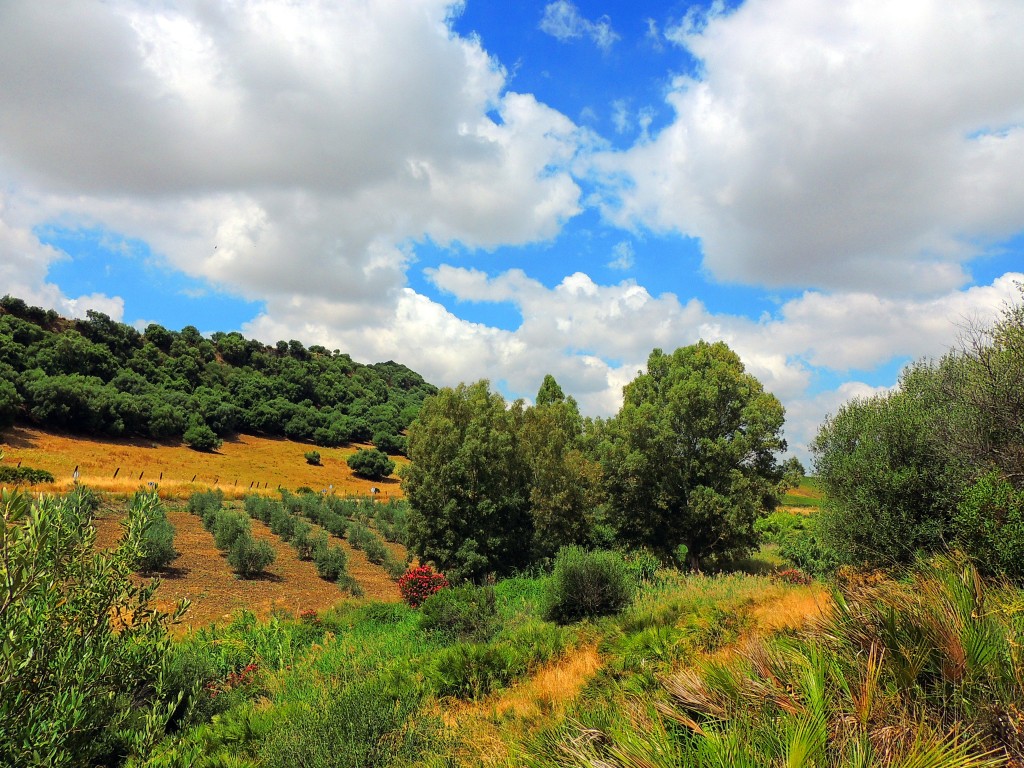 Foto de Montellano (Sevilla), España