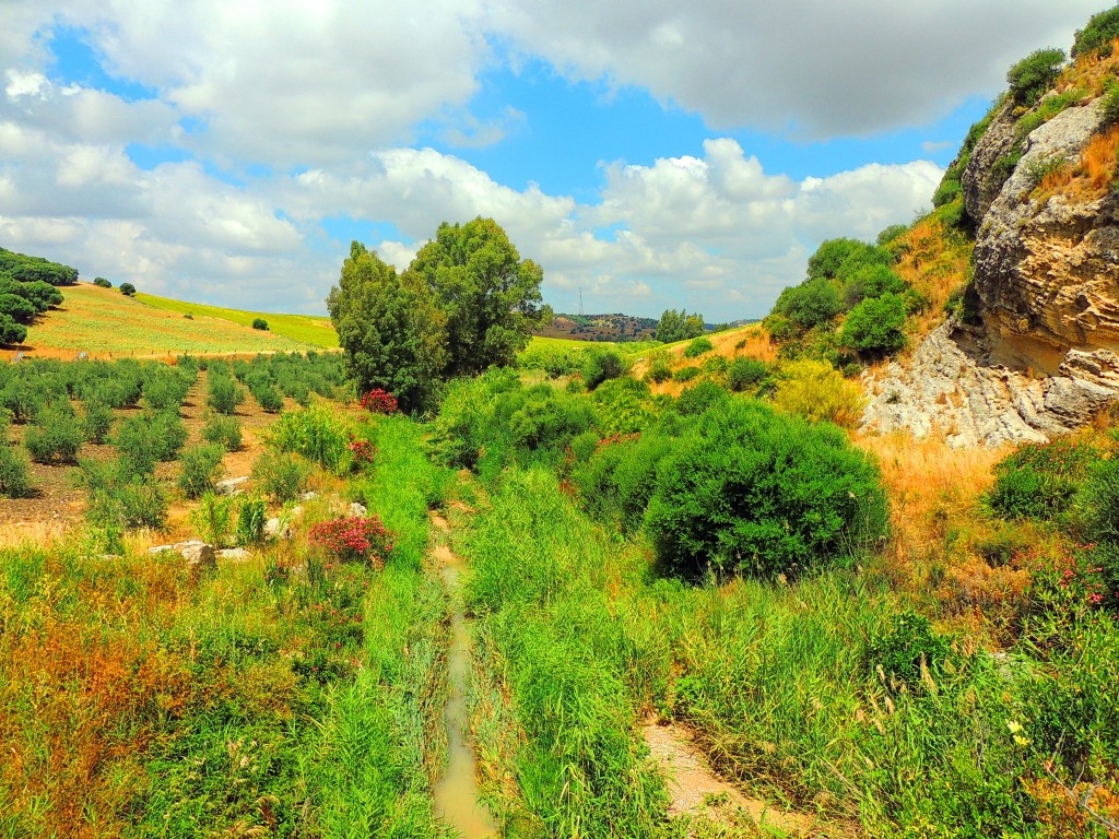 Foto de Montellano (Sevilla), España