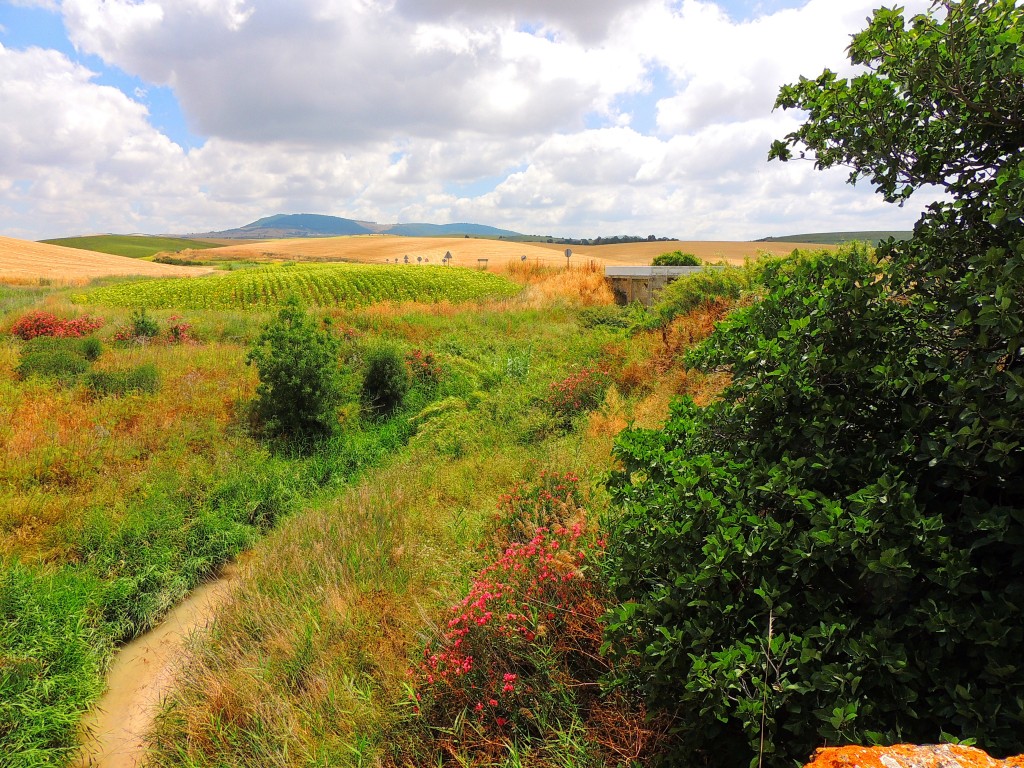 Foto: Arroyo Salado - Montellano (Sevilla), España