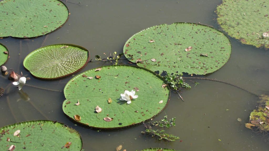 Foto: Victoria Regia - Leticia (Amazonas), Colombia