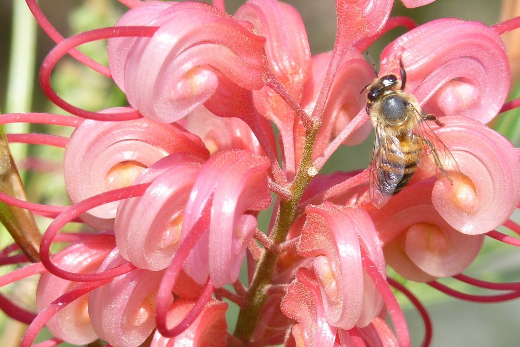 Foto: Abeja - La Paz (Entre Ríos), Argentina