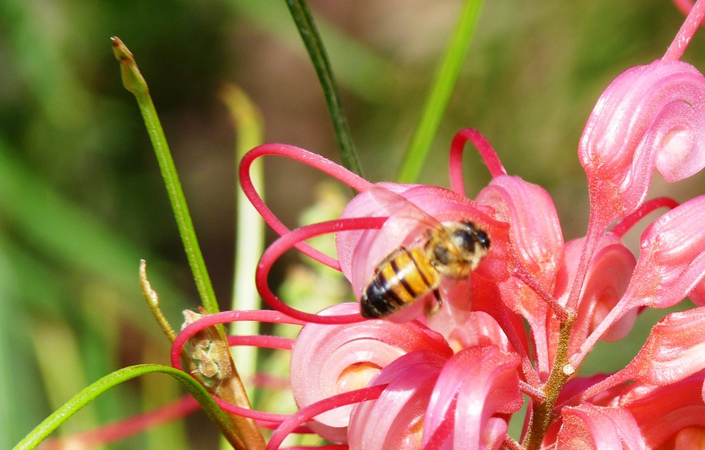 Foto: Abeja - La Paz (Entre Ríos), Argentina