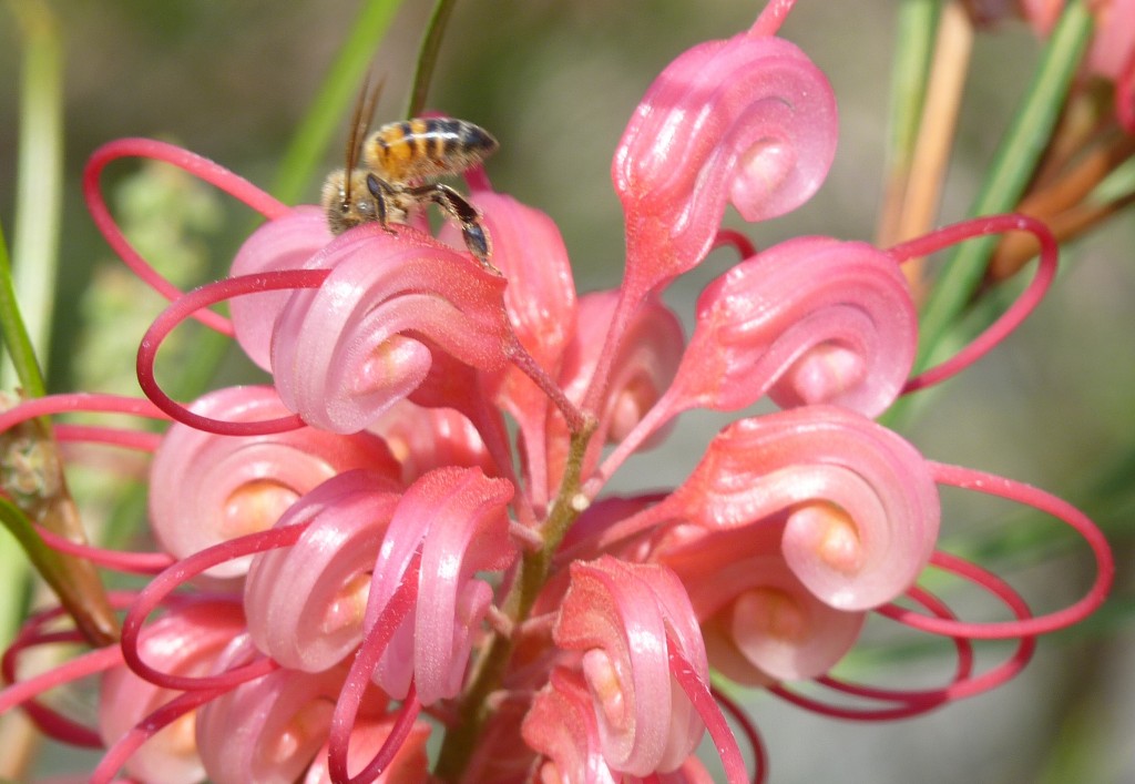 Foto: Abeja - La Paz (Entre Ríos), Argentina