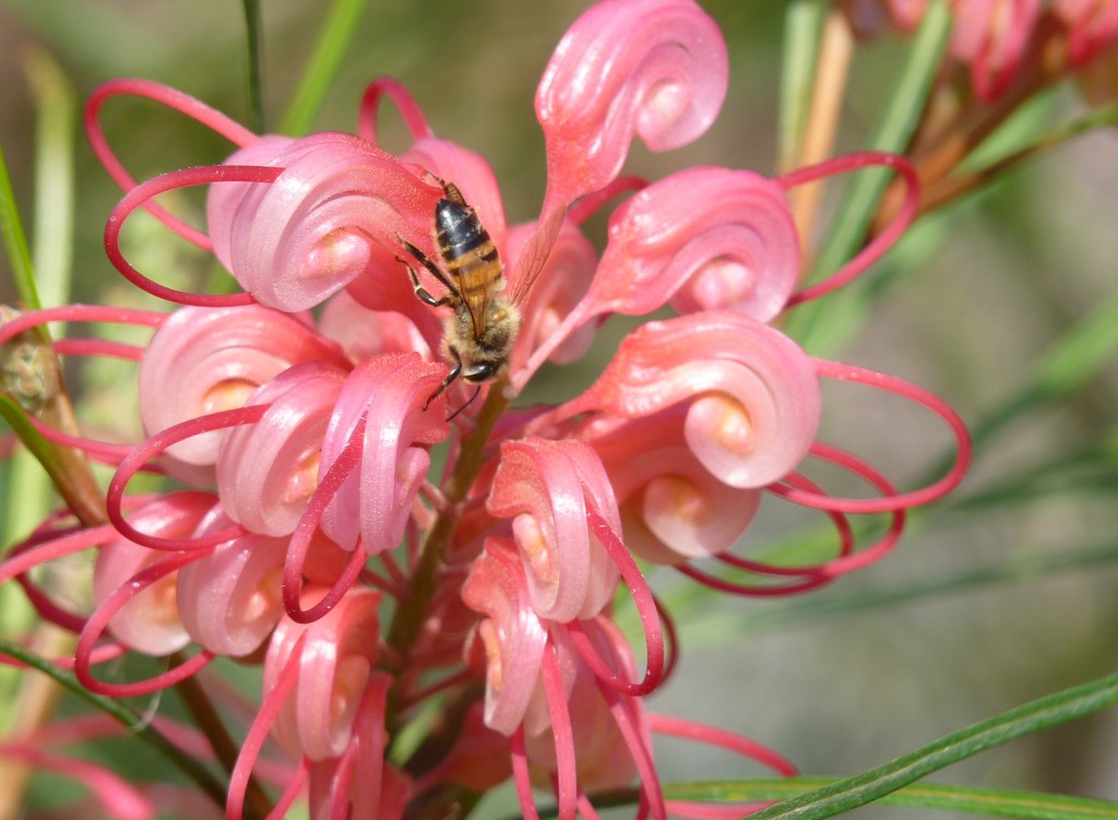 Foto: Abeja - La Paz (Entre Ríos), Argentina