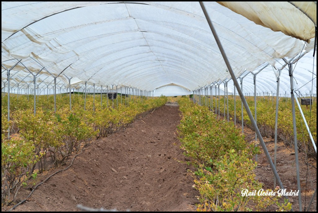 Foto de Quinta de Tilcoco (Libertador General Bernardo OʼHiggins), Chile