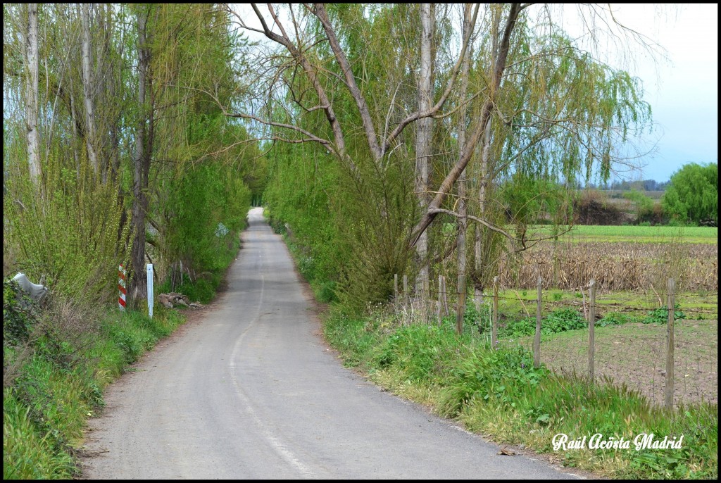 Foto de Quinta de Tilcoco (Libertador General Bernardo OʼHiggins), Chile