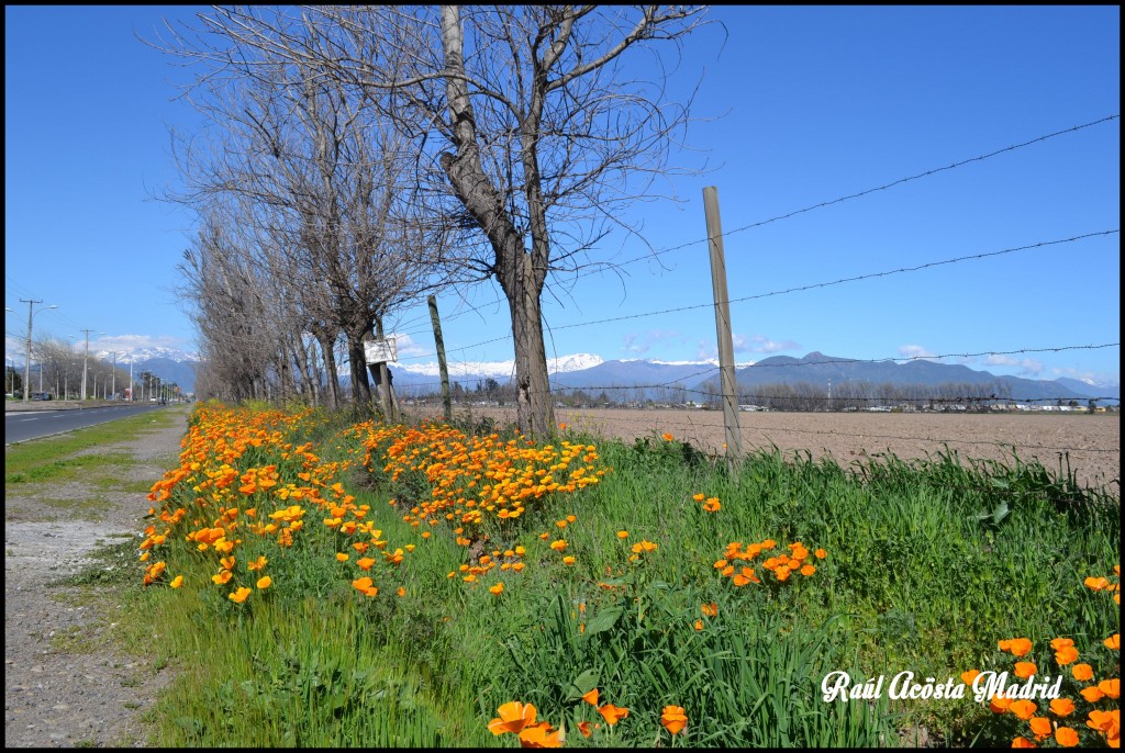 Foto de Rancagua (Libertador General Bernardo OʼHiggins), Chile