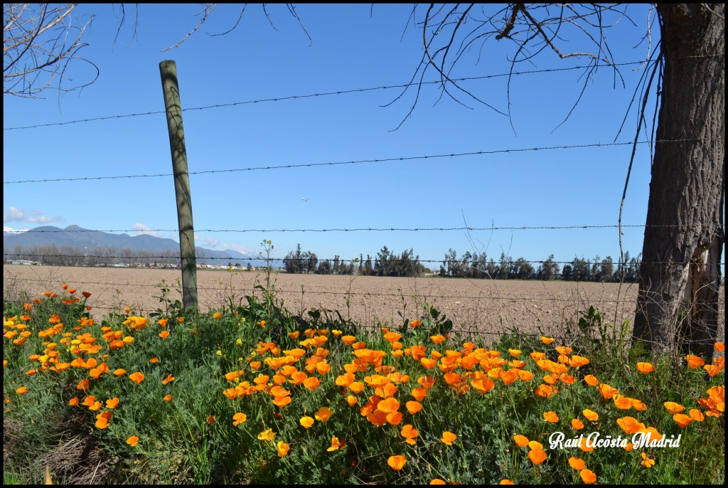 Foto de Rancagua (Libertador General Bernardo OʼHiggins), Chile