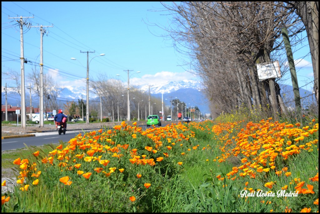 Foto de Rancagua (Libertador General Bernardo OʼHiggins), Chile