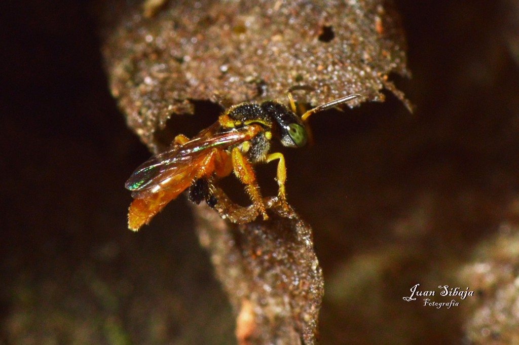 Foto de Alajuela, Costa Rica