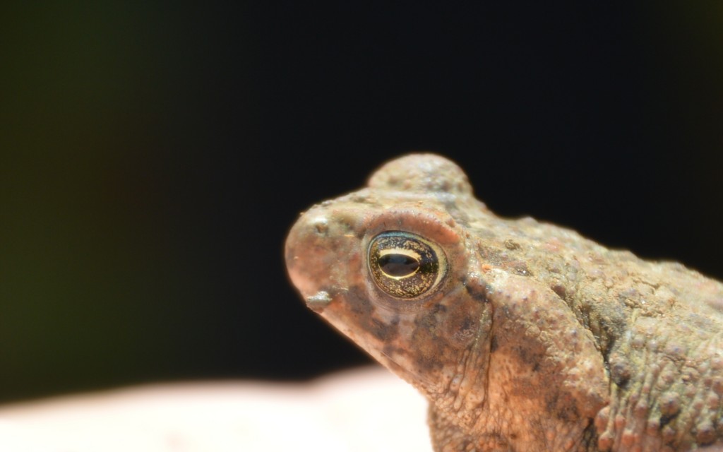 Foto de Alajuela, Costa Rica