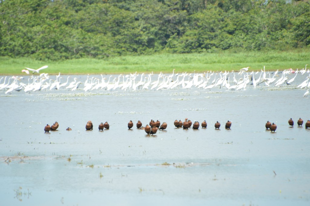 Foto de Alajuela, Costa Rica