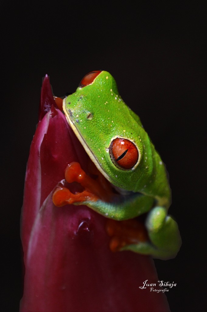 Foto de Alajuela, Costa Rica