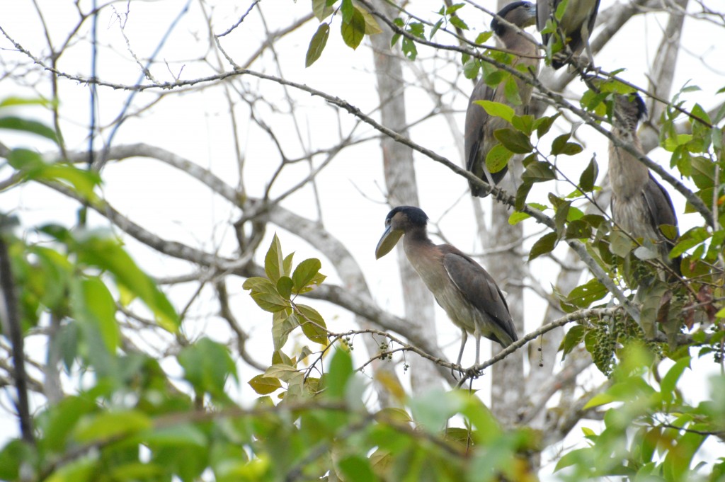 Foto de Alajuela, Costa Rica