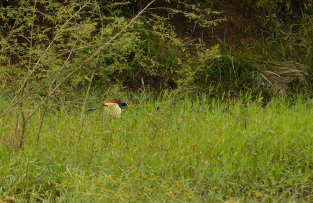 Foto de Alajuela, Costa Rica