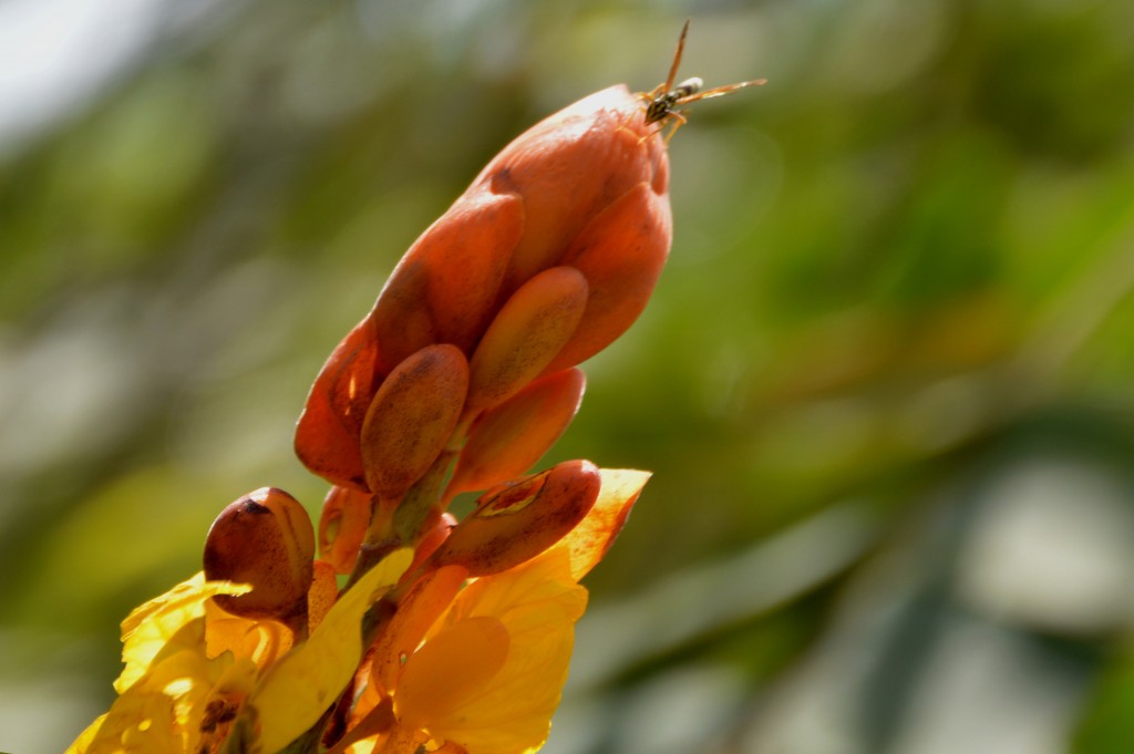 Foto de Alajuela, Costa Rica