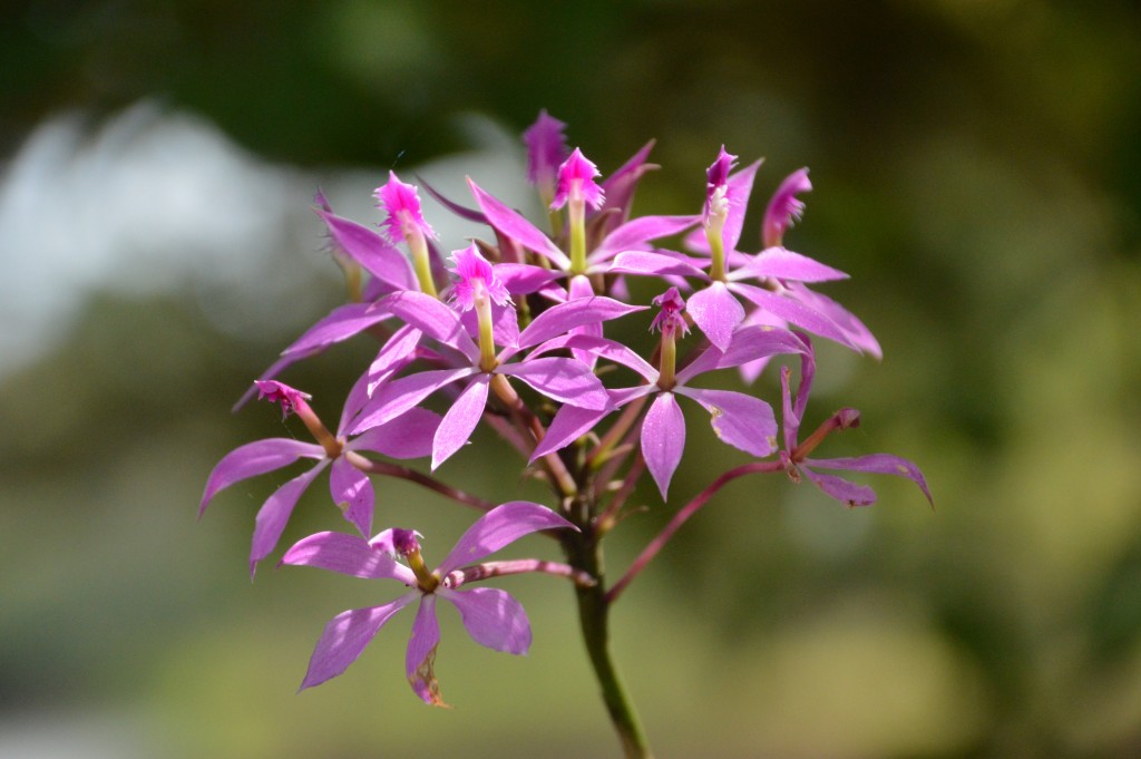 Foto de Alajuela, Costa Rica